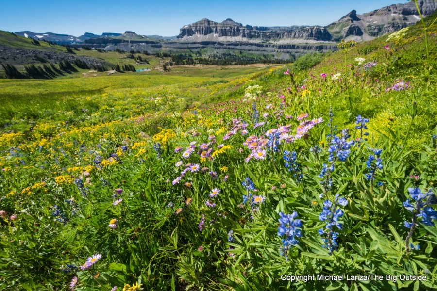 Flores silvestres a lo largo del Teton Crest Trail, Parque Nacional Grand Teton.