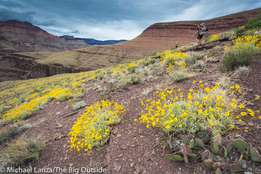 Mochileros y flores silvestres a lo largo de la Ruta Escalante del Gran Cañón.