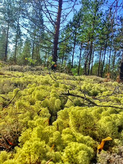 Se puede encontrar musgo verde en partes del sendero mientras camina por el Siiponjoki cerca de Kalajoki en Finlandia.