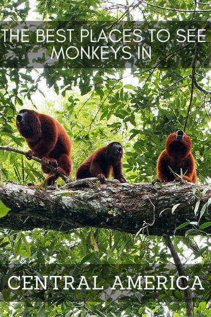 Los mejores lugares para ver monos en América Central