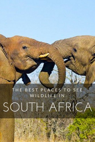 Los mejores lugares para visitar en Sudáfrica para la vida silvestre