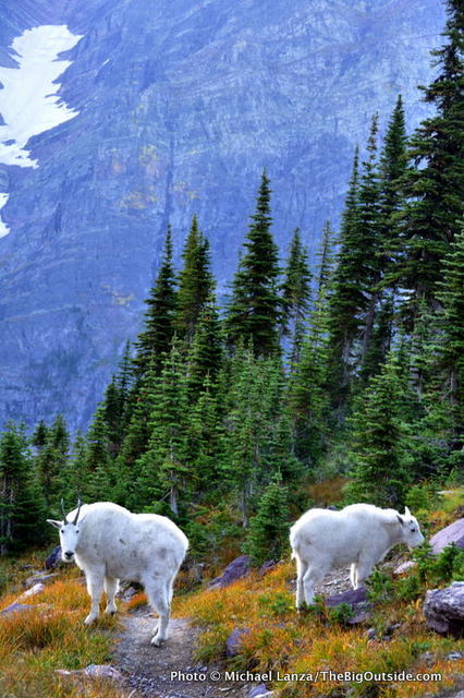 Cabras montesas, Sendero Gunsight Pass, Glaciar.
