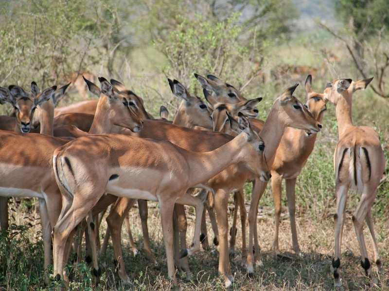 puedes ver impala en el parque Hluhluwe Umfolozi