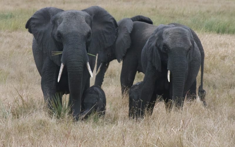 Madre y bebé elefantes en Tembe Elephant Park en Sudáfrica
