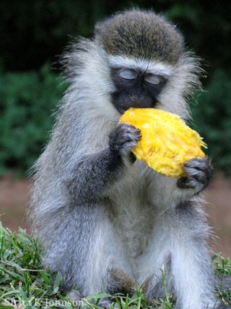 Mono vervet comiendo