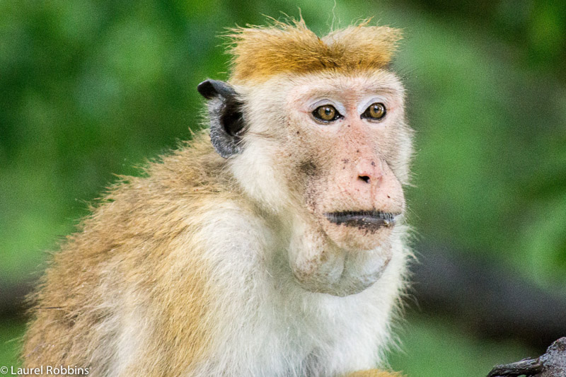 Un macaco Toque en Yala Sri Lanka, una de las varias especies de monos que se encuentran allí.