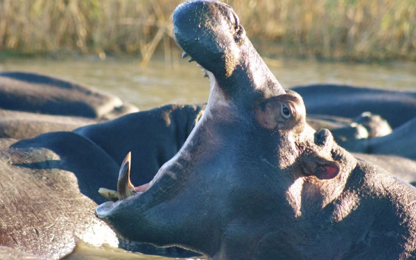 Los hipopótamos son uno de los animales más peligrosos de África y hay 500 de ellos en iSimangaliso Wetland Park en Sudáfrica