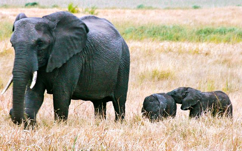 Los mejores lugares para visitar en Sudáfrica para la vida silvestre: Tembe Elephant Park para colmillos, los elefantes más grandes de África