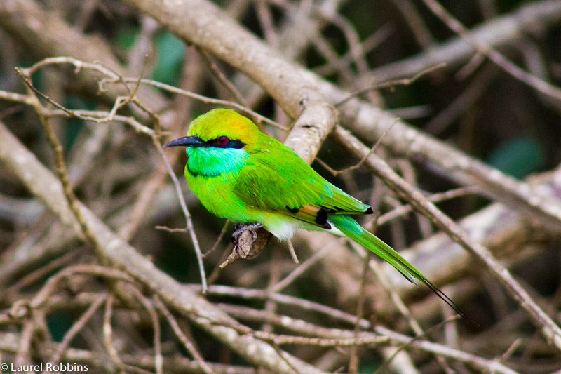 El abejaruco verde es una de las aves más comunes de Sri Lanka.
