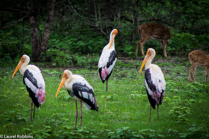 Las cigüeñas pintadas son aves que se encuentran en Sri Lanka y en los humedales tropicales de Asia.