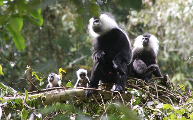 monos colobos en ruanda baby20