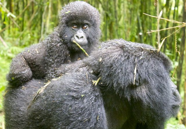 Gorila de montaña madre y bebé en el Parque Nacional de los Volcanes, Ruanda