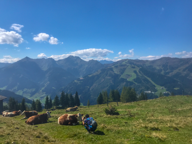 Caminante tomando fotos de vacas alpinas.