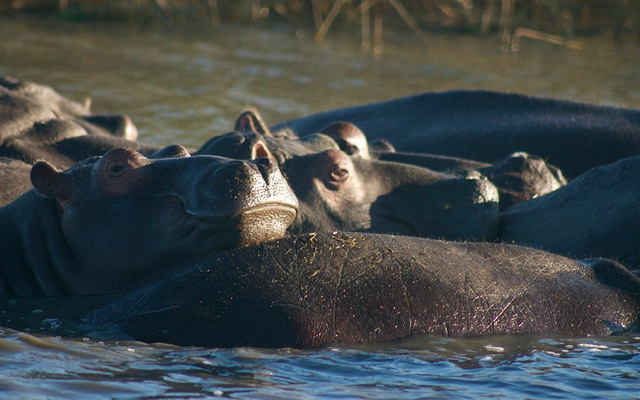 Una manada de hipopótamos en el Parque del Humedal de Isimangaliso