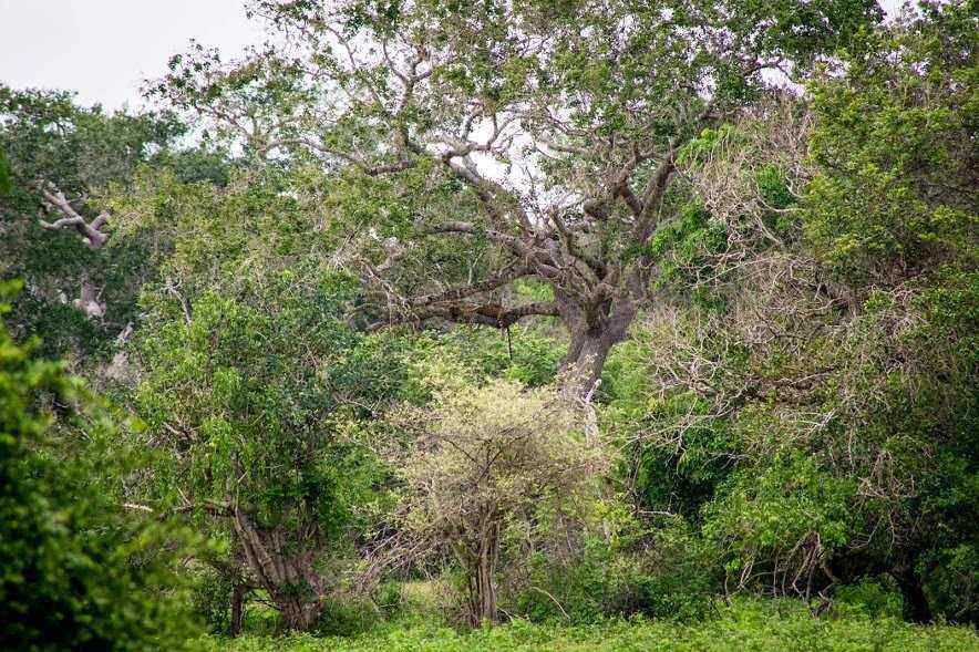 leopardo sentado en lo alto de un árbol en Yala