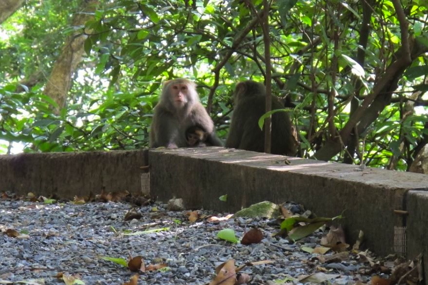 monos en Taiwán