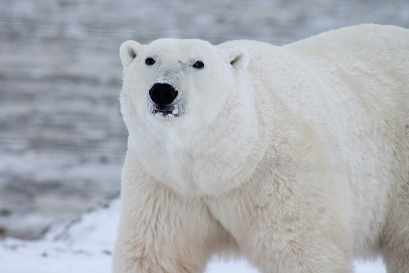 ver un oso polar es lo más destacado en los viajes al Ártico