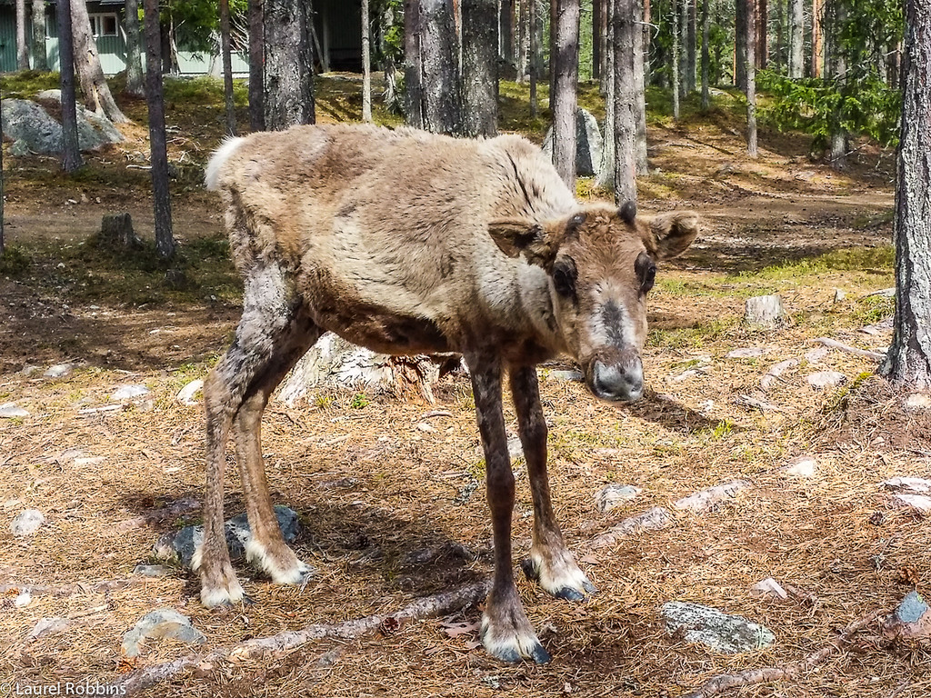 Linda cría de reno vista en Salla, ubicada en la Laponia finlandesa