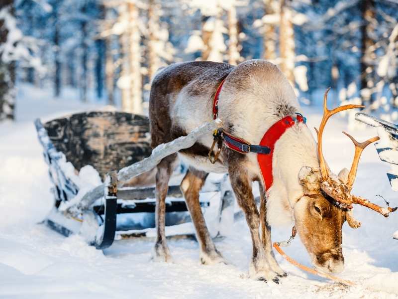 Datos curiosos sobre los renos en Finlandia
