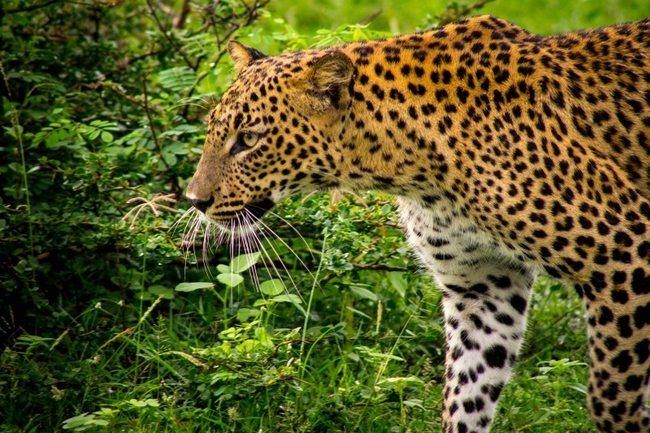 Viajes de aventura - Leopardo visto en Yala, Sri Lanka