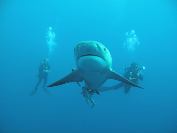 Buceo con tiburones en Sudáfrica con tiburones toro
