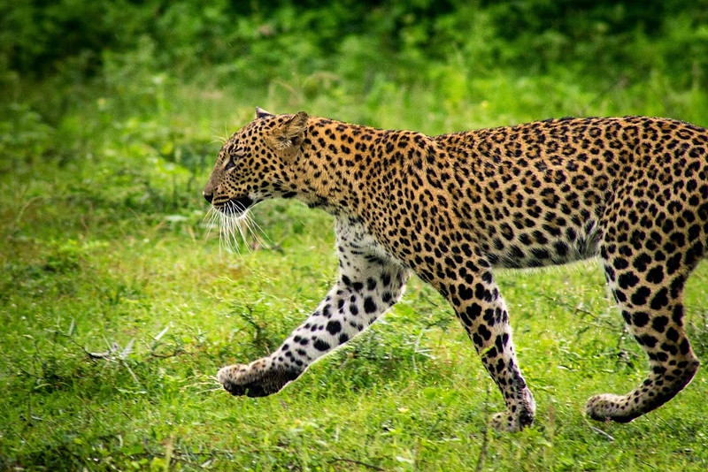 Cachorro de leopardo yendo hacia su hermano y su madre después de pasar el rato en un árbol en Yala.
