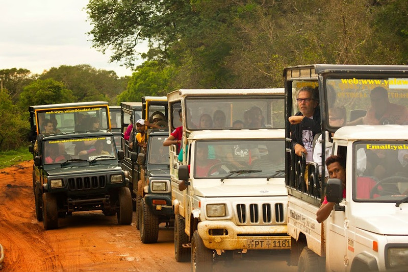 Jeeps en Yala, con todos esperando ver un leopardo.