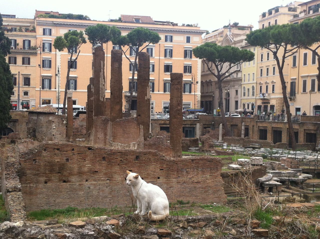 Gato sentado en las ruinas del Largo di Torre Argentina en Roma