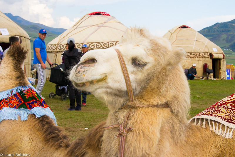 En Kyrchyn tienes la oportunidad de conocer a los lugareños, como un pastor de camellos.