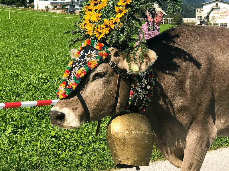 Vaca con campana grande en Zillertal