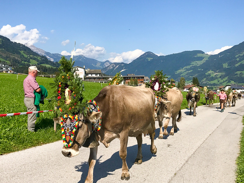Vacas decoradas con flores durante el Almabtrieb anual en Zillertal.