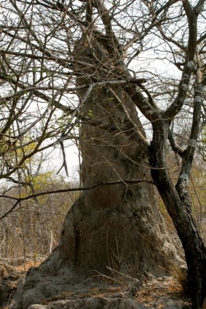 Montículo de termitas de Bush de Namibia