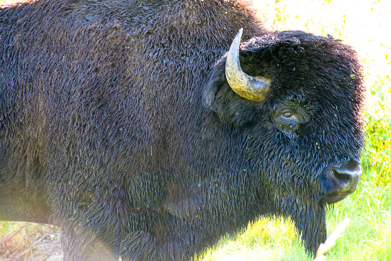 Bisonte de las llanuras de cerca en el Parque Nacional Elk Island
