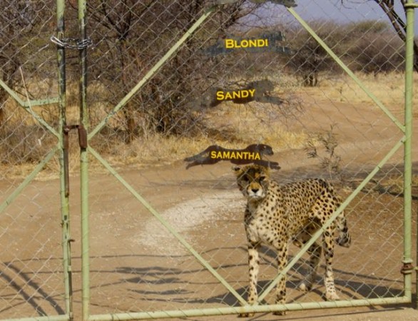 Fondo para la Conservación de la Puerta del Guepardo en Namibia