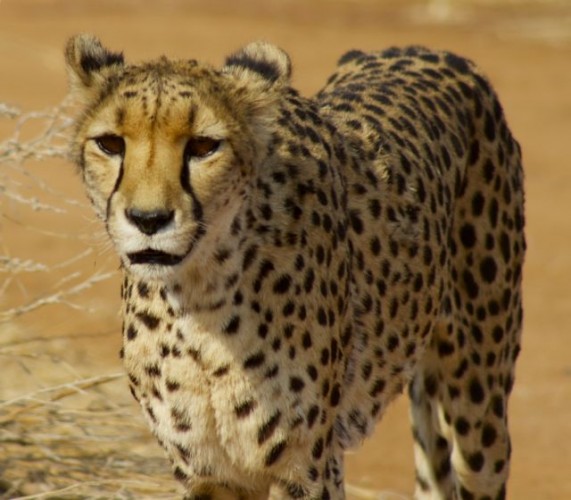 guepardos en estado salvaje