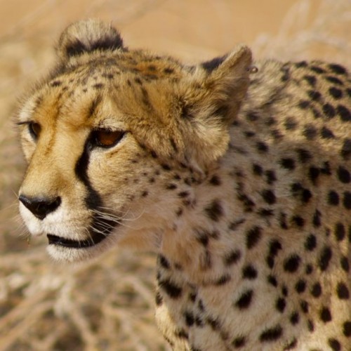 Una de mis fotos favoritas de guepardos.