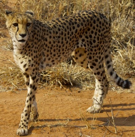 Guepardo en Cheetah Conservation Fund en Namibia