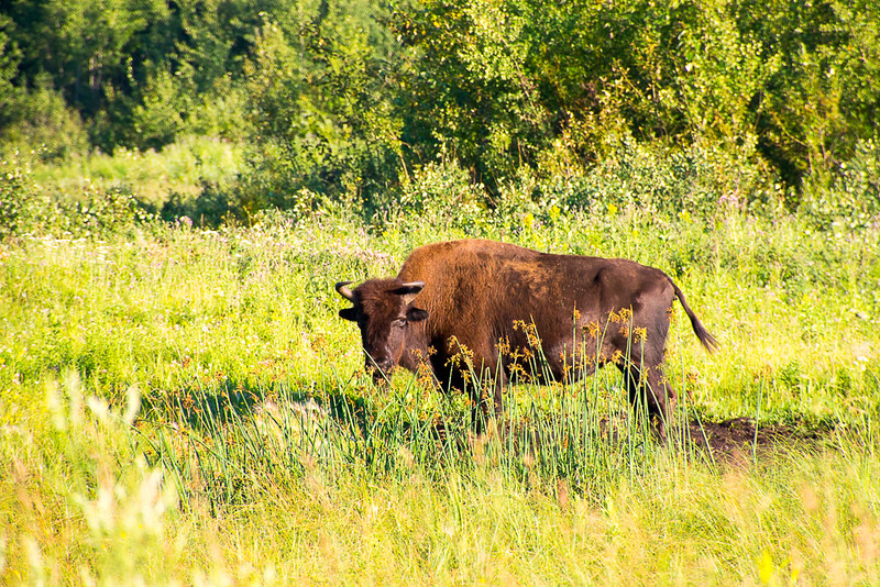 Bisonte de madera joven en el lado sur del Parque Nacional Elk Island