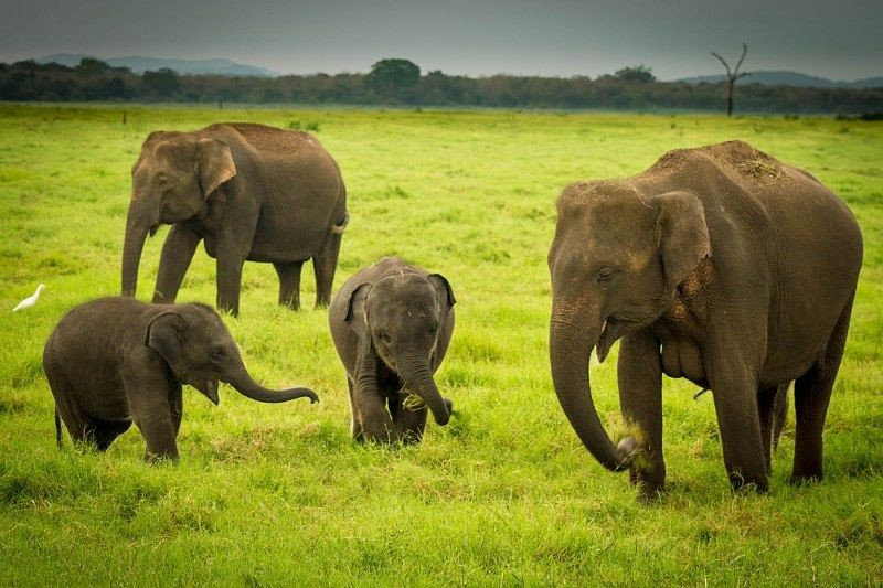 Viajes de aventura - Familia de elefantes en el Parque Nacional Kaudulla en Sri Lanka