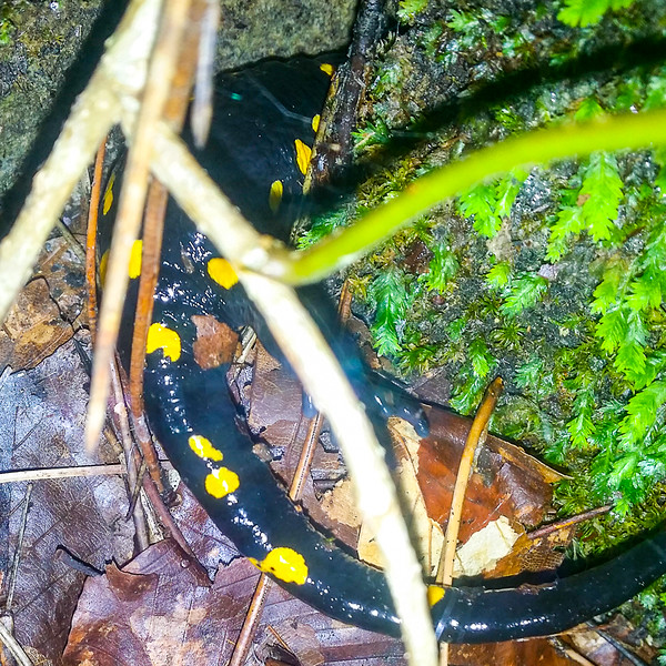 Una salamandra, una de las 30 especies de anfibios/reptiles que se encuentran en el Parque Nacional del Monte Olimpo en Grecia.