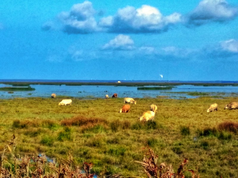 Viajes de aventura - Observación de aves en Finlandia