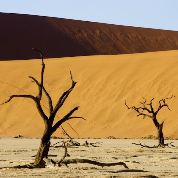 Los árboles petrificados contrastan con las dunas de arena Los árboles petrificados contrastan con las dunas de arena