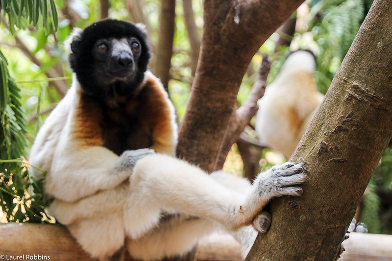 Imagen de un sifaka, un tipo de lémur en Madagascar