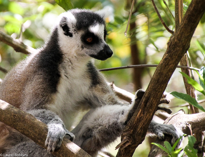 Imagen de un lémur de cola anillada en Madagascar