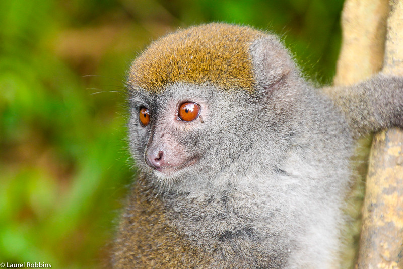 Imagen de un lémur de bambú en Madagascar