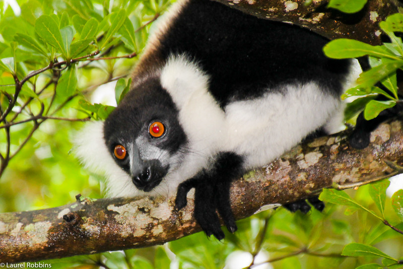 Imagen de un lémur rufo en Madagascar