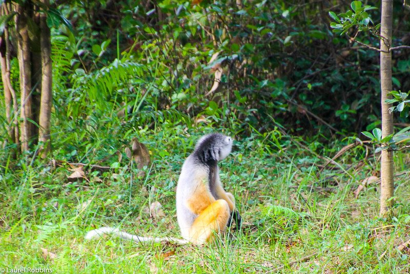 Imagen de un sifaka, conocido como el lémur bailarín.