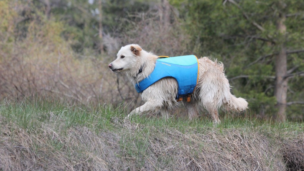 Revisión del chaleco salvavidas Ruffwear Float Coat: nade, salte o corra, esta chaqueta no obstaculiza el movimiento de su...