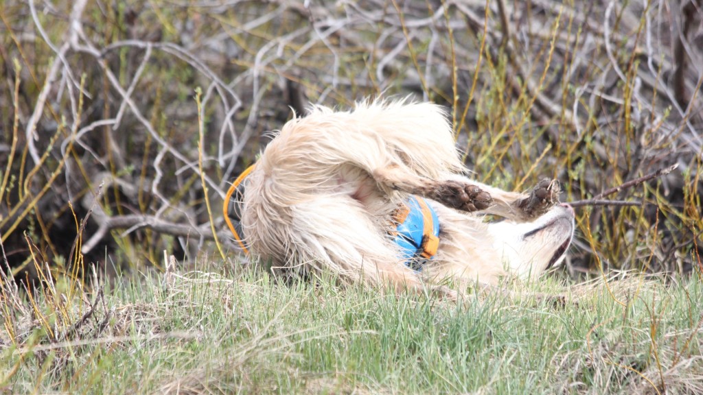 Revisión del chaleco salvavidas Ruffwear Float Coat: una vez asegurada, esta chaqueta permanecerÔ puesta independientemente de lo que haga su perro...