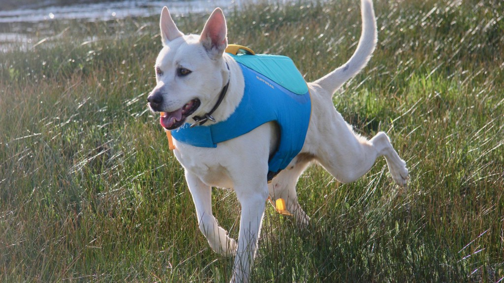 Revisión del chaleco salvavidas Ruffwear Float Coat: el cuello telescópico se adaptaba a la constitución de nuestro perro y era ajustable...